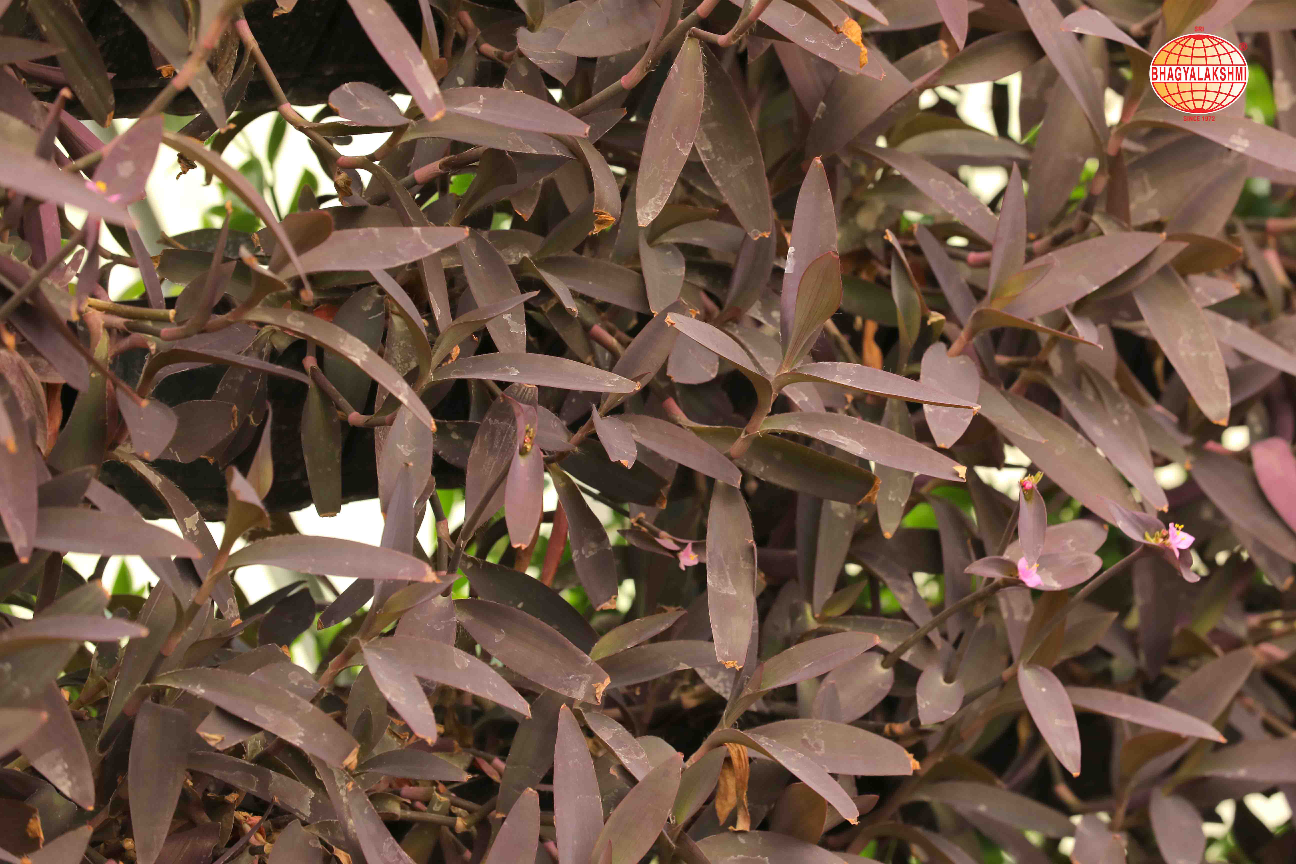 Sbl Farms Green walls and Living walls, Vertical Garden, Bio Curtains